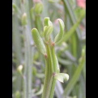 Senecio Longiflorus subsp Madagascariensis (fam Asteracees) (Madagascar) (3)